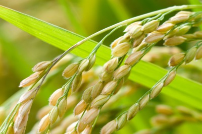 栃木県の契約農家のお米